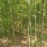 青垂柳小苗高度80-100公分包邮1元一颗