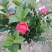 茶花