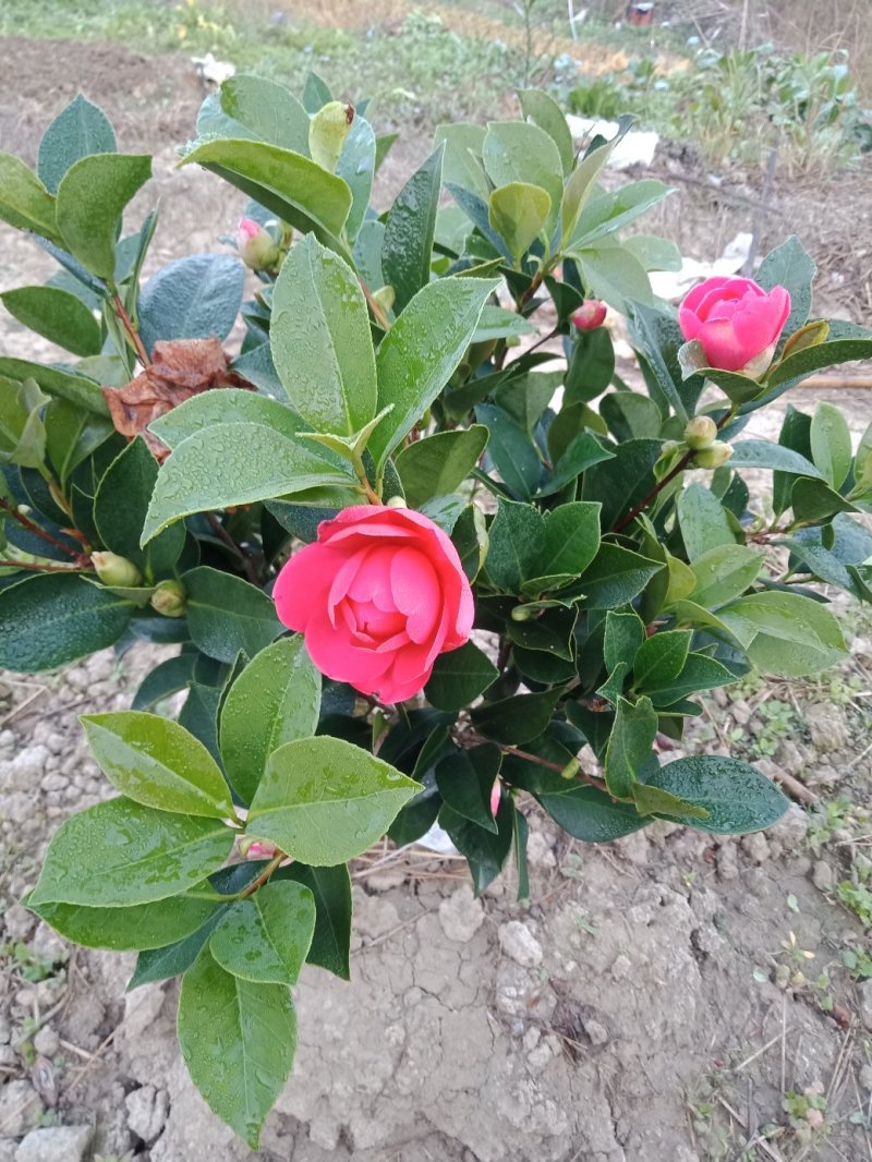 茶花