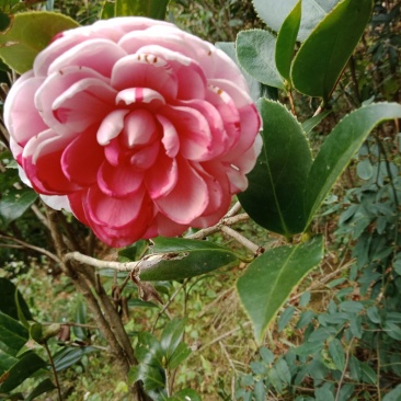茶花