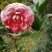 茶花