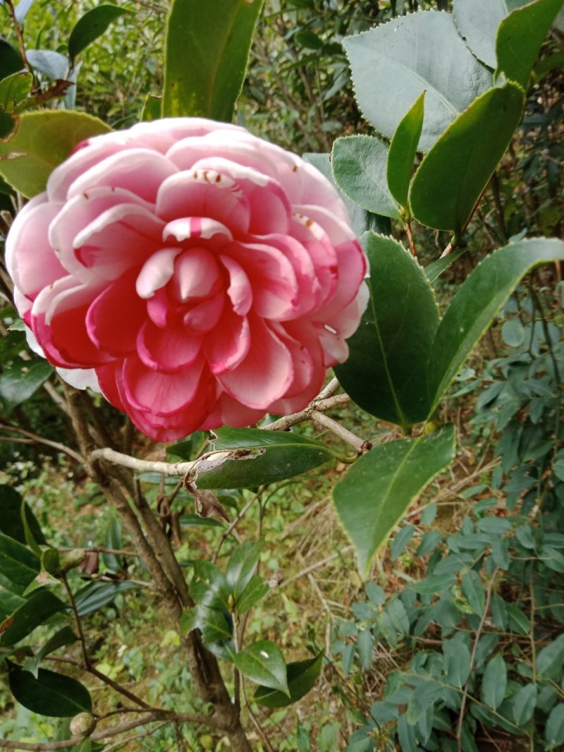 茶花