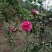 茶花