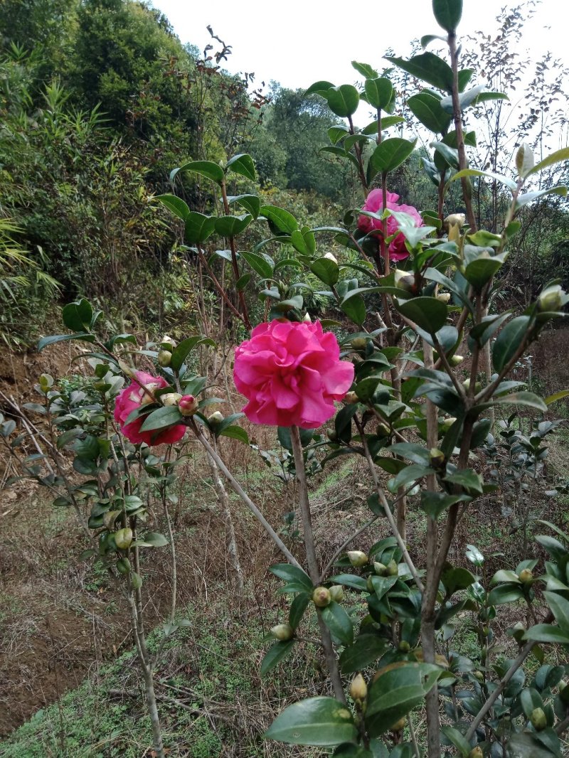 茶花