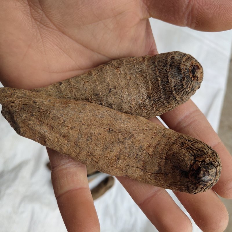 天麻乌天麻新货精选12个一斤关书药业
