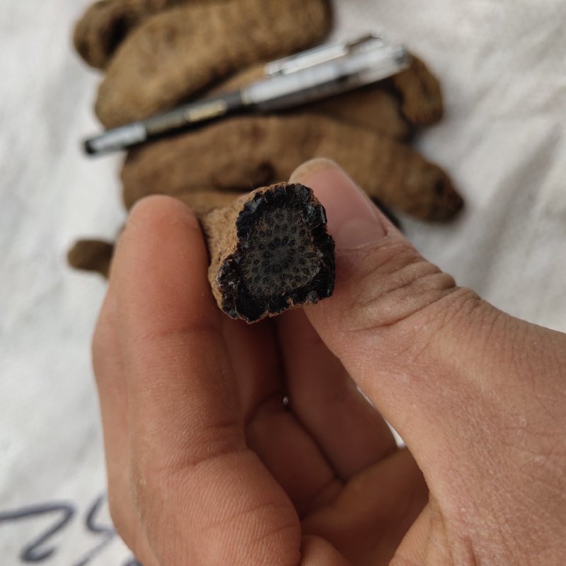 天麻乌天麻新货精选12个一斤关书药业