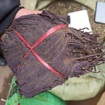 中药材紫苏叶别名苏叶赤苏紫苏皱苏尖苏香苏叶