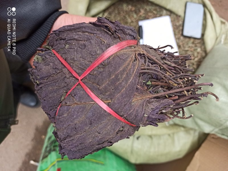 中药材紫苏叶别名苏叶赤苏紫苏皱苏尖苏香苏叶
