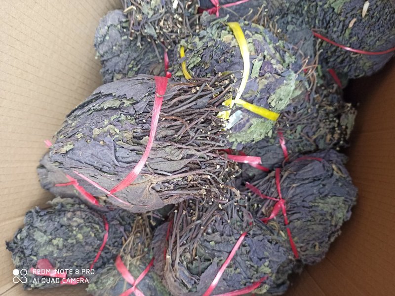 中药材紫苏叶别名苏叶赤苏紫苏皱苏尖苏香苏叶鸡冠紫苏子