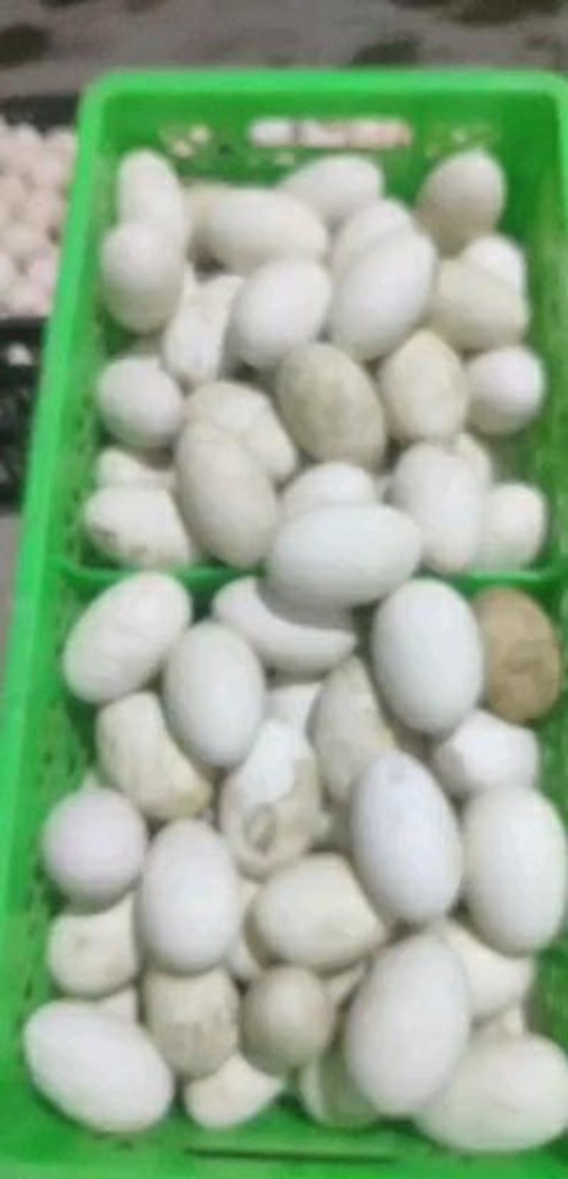 长期批发黄河滩散养新鲜鹅蛋双黄大鹅蛋