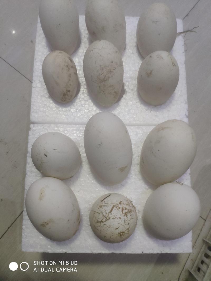长期批发黄河滩散养新鲜鹅蛋双黄大鹅蛋