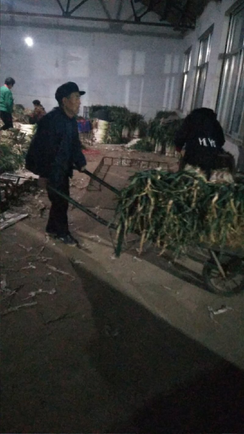 优质大葱，需要联系