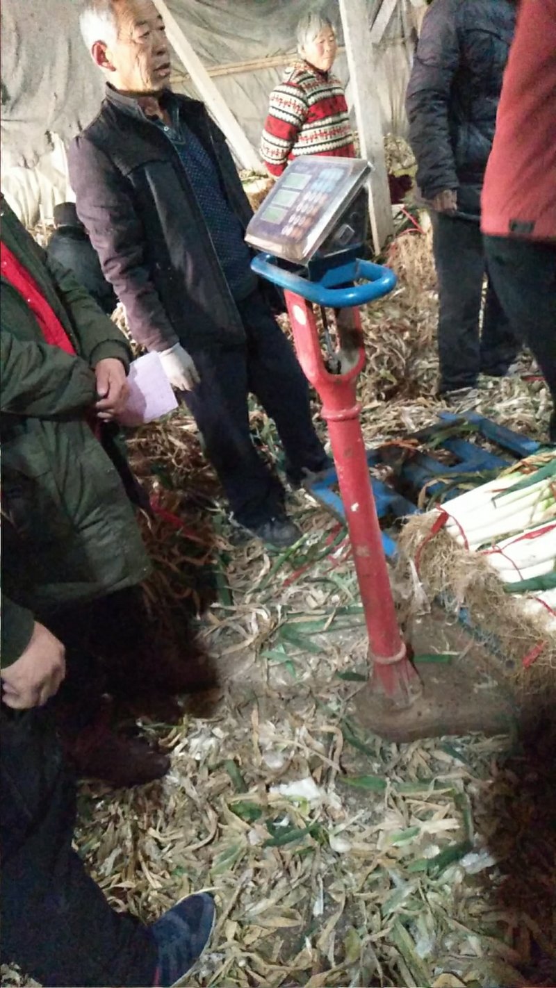 优质大葱，需要联系