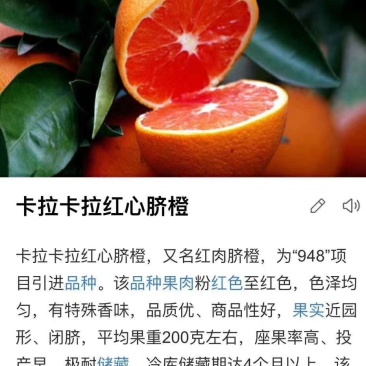 卡拉卡拉红肉脐橙苗，杯苗，地苗