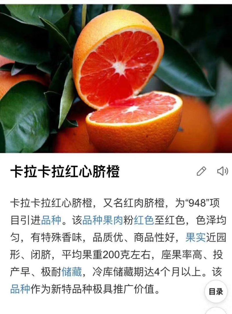 卡拉卡拉红肉脐橙苗，杯苗，地苗