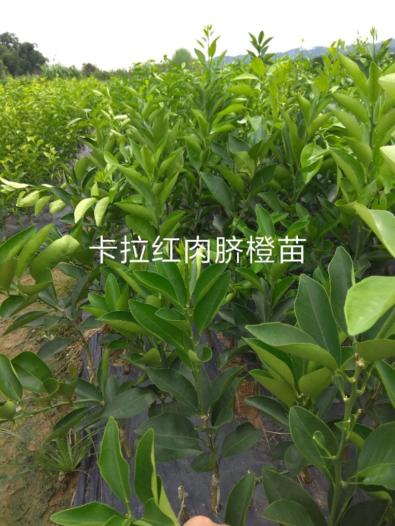 卡拉卡拉红肉脐橙苗，杯苗，地苗
