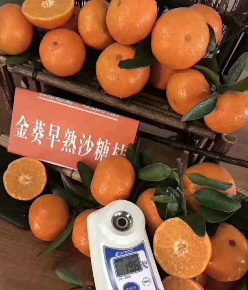 广东金葵早熟沙糖桔苗，包正宗假一赔十，提供免费种植技术。