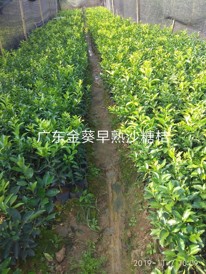 广东金葵早熟沙糖桔苗，包正宗假一赔十，提供免费种植技术。