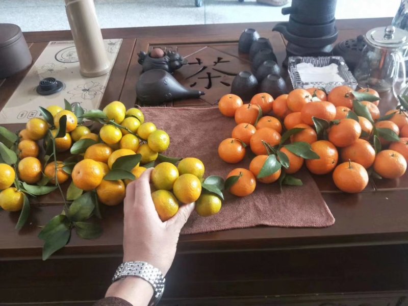 广东金葵早熟沙糖桔苗，包正宗假一赔十，提供免费种植技术。