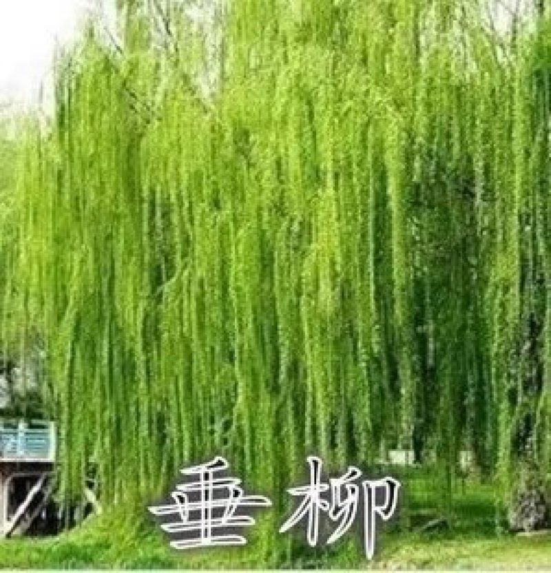 柳树苗高80-100公分包邮1元一颗