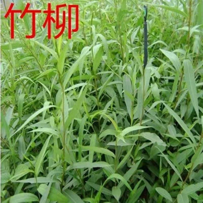 柳树苗高80-100公分包邮1元一颗