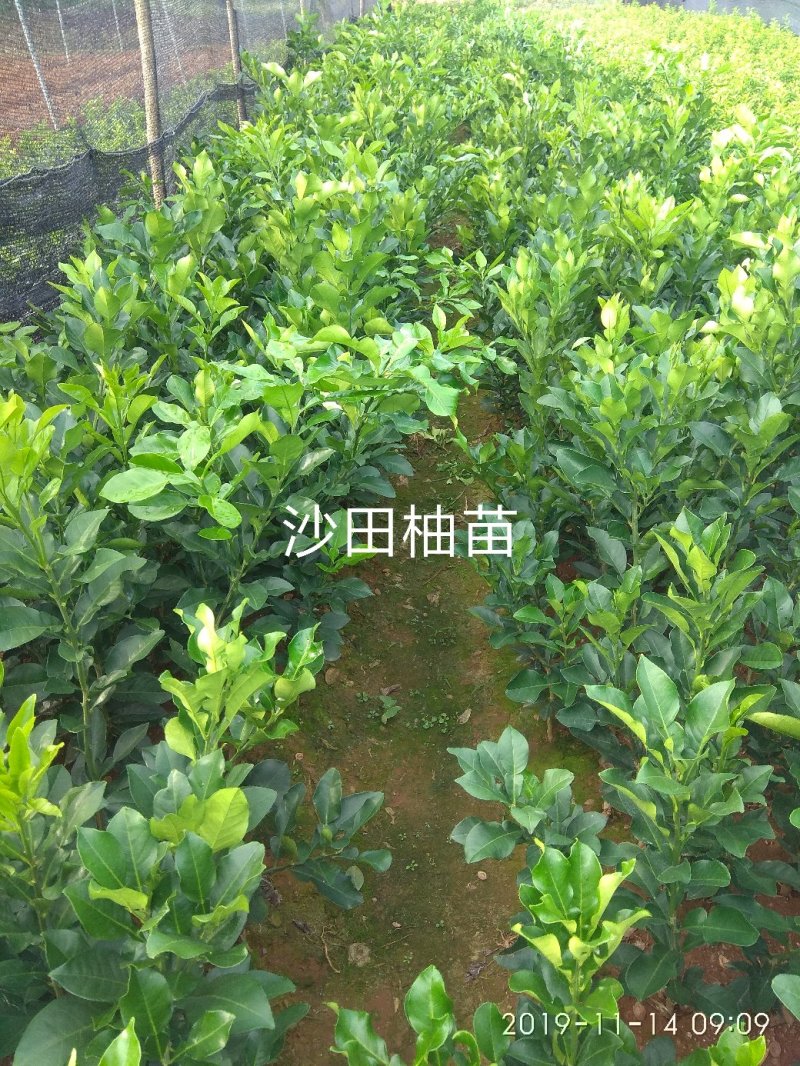 桂柚一号沙田柚，包正宗假一赔十（不用授粉提供免费种植技术