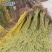 柳树苗高80-100公分包邮1元一颗