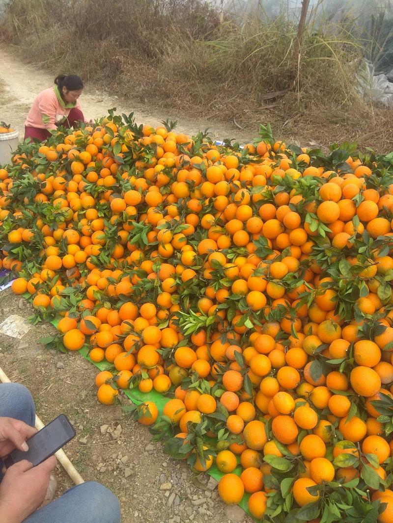 纽荷尔脐橙苗，包正宗假一赔十，提供免费种植技术支持