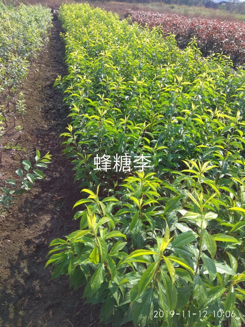 蜂糖李苗，包正宗假一赔十，李中皇后！提供免费种植技术