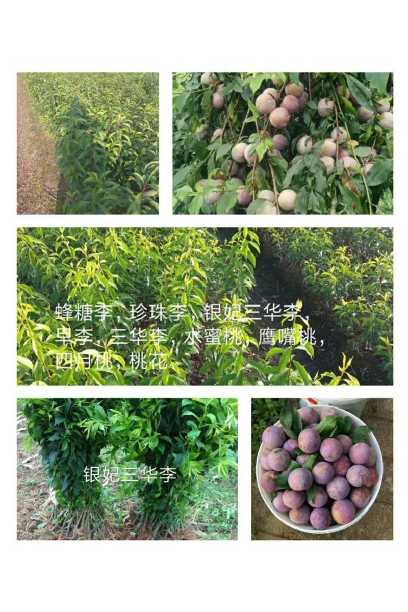 蜂糖李苗，包正宗假一赔十，李中皇后！提供免费种植技术