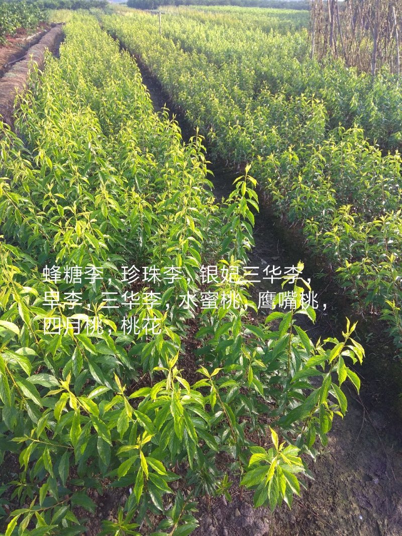 蜂糖李苗，包正宗假一赔十，李中皇后！提供免费种植技术