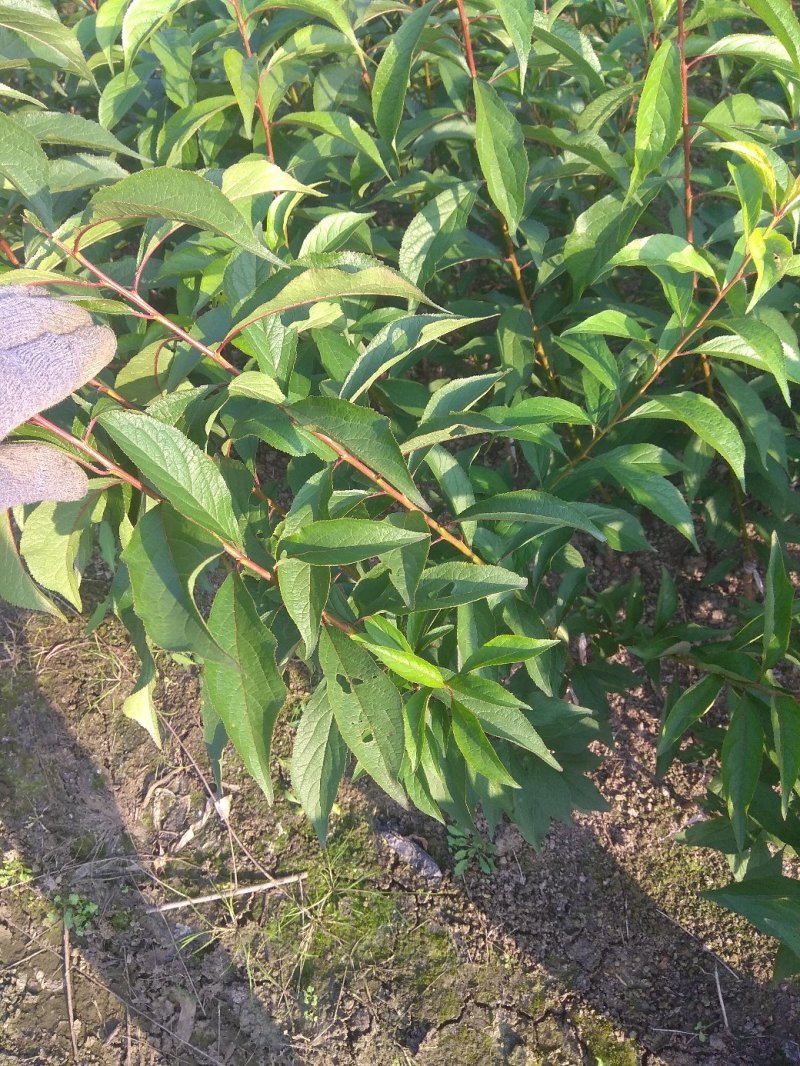 蜂糖李苗，包正宗假一赔十，李中皇后！提供免费种植技术