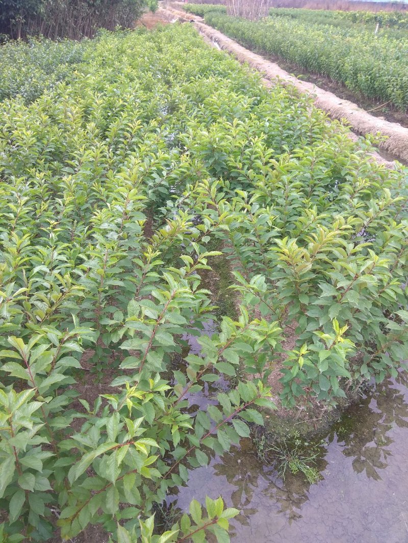 早李苗，早熟三华李，包正宗，假一赔十，提供免费种植技术