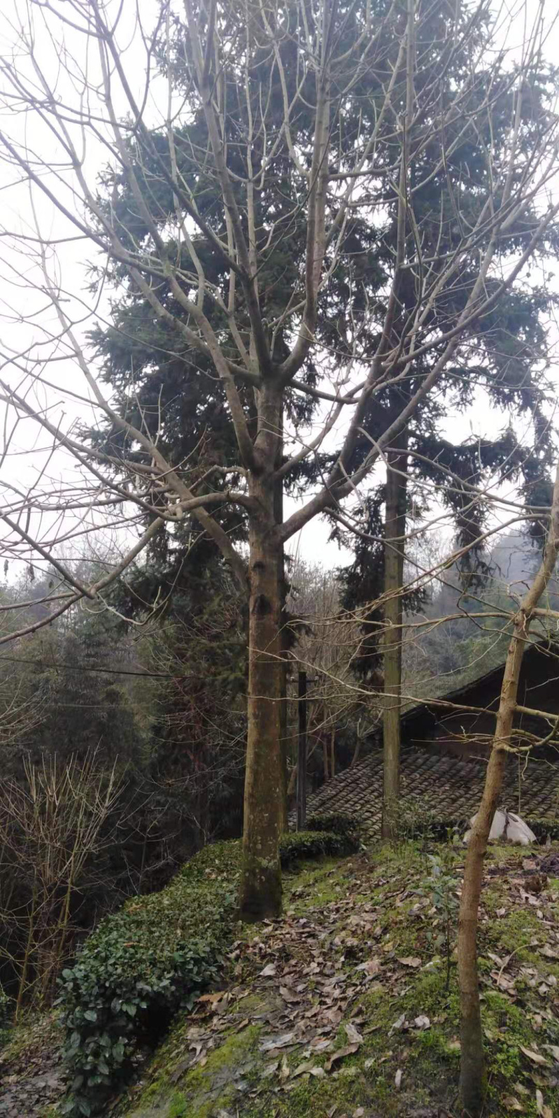 精品七叶树，绿化，行道树专用，基地大量直销。