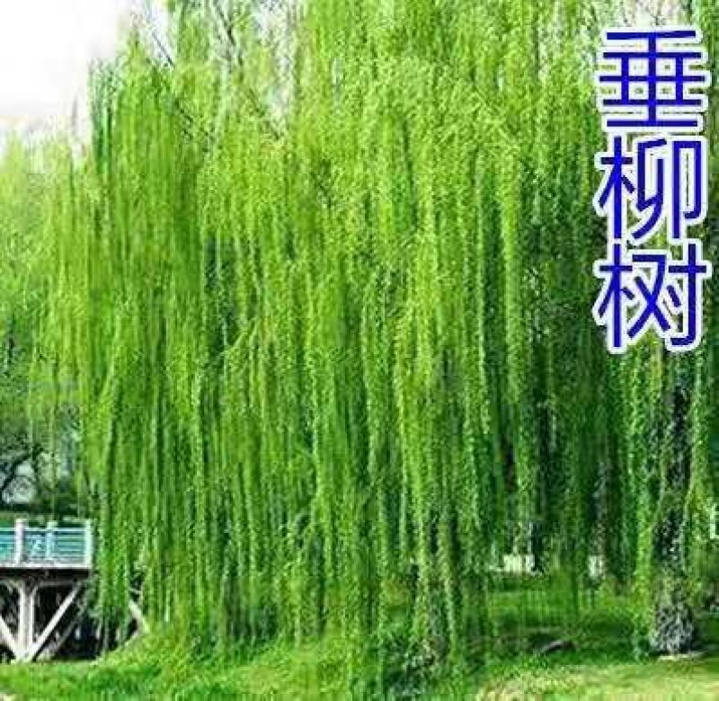 柳树高80-100公分包邮1.5元一颗可以一亩田下单直