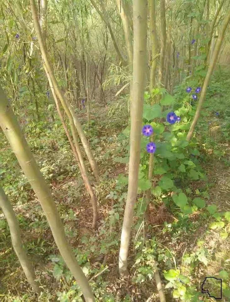 柳树高80-100公分包邮1.5元一颗可以一亩田下单直