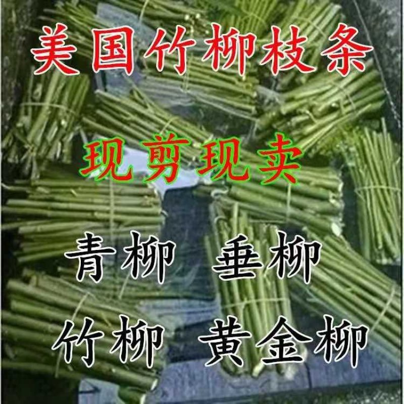 青垂柳高80-100公分1元一颗