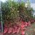 杜丹红精品茶花规格齐全工程绿化庭院种植均可