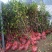 杜丹红精品茶花规格齐全工程绿化庭院种植均可