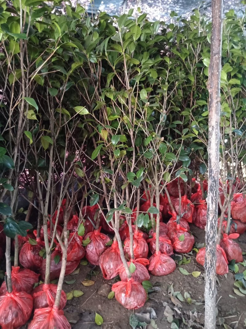 杜丹红精品茶花规格齐全工程绿化庭院种植均可