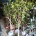 杜丹红精品茶花规格齐全工程绿化庭院种植均可