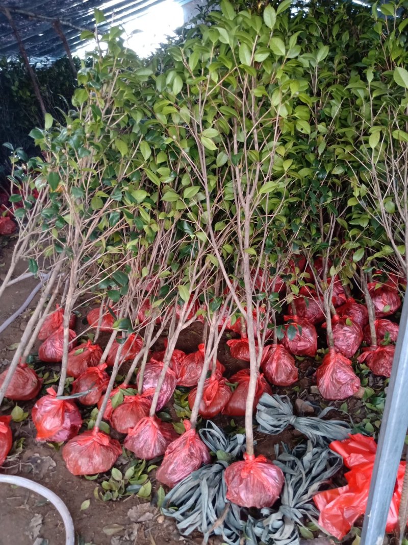 杜丹红精品茶花规格齐全工程绿化庭院种植均可