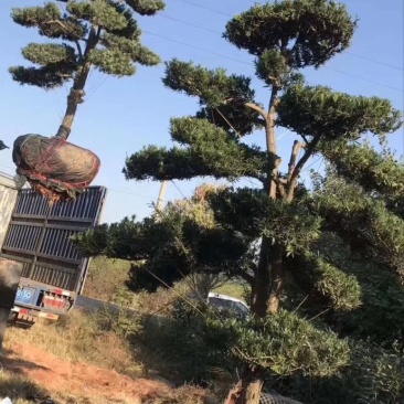 罗汉松