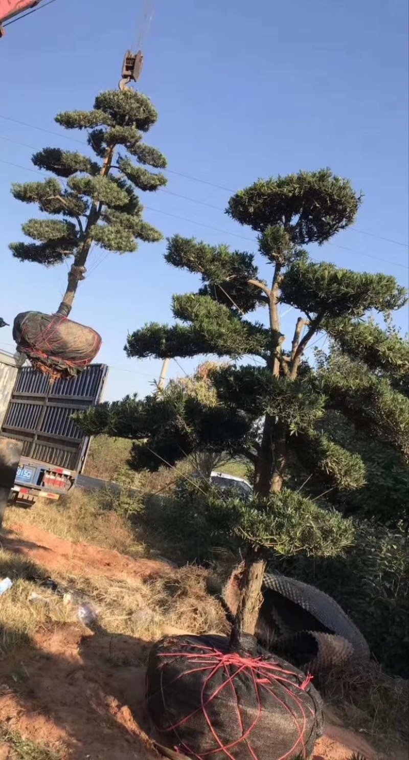 罗汉松