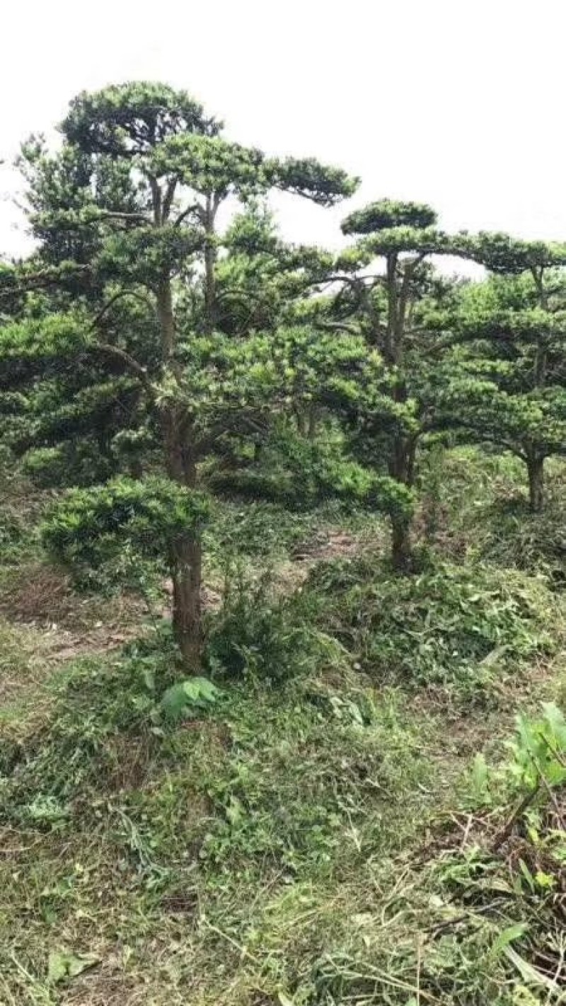 罗汉松