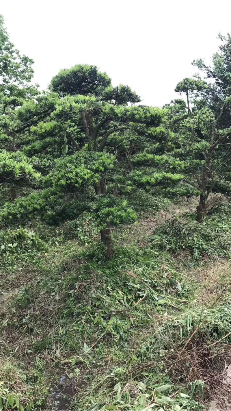 罗汉松