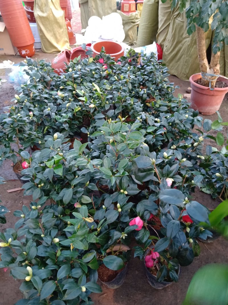 杜丹红精品茶花规格齐全工程绿化庭院种植均可