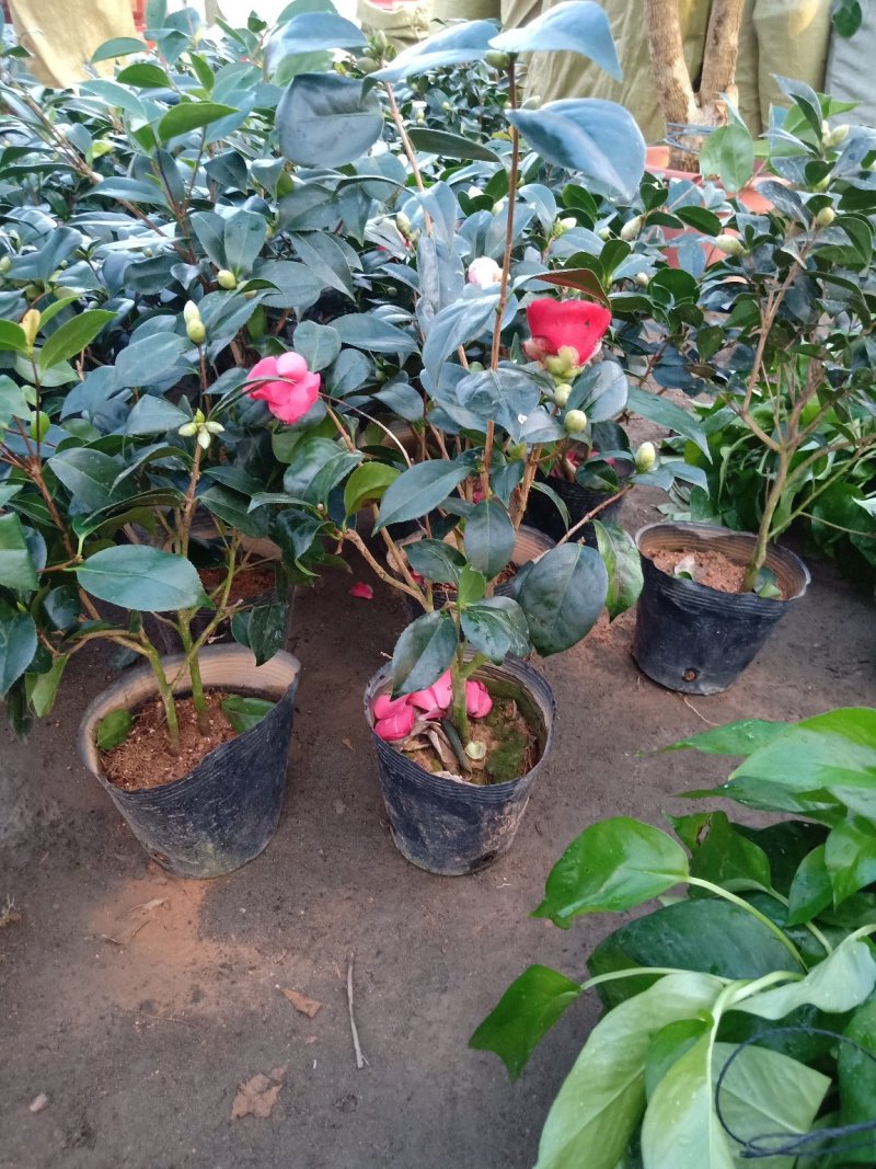 杜丹红精品茶花规格齐全工程绿化庭院种植均可