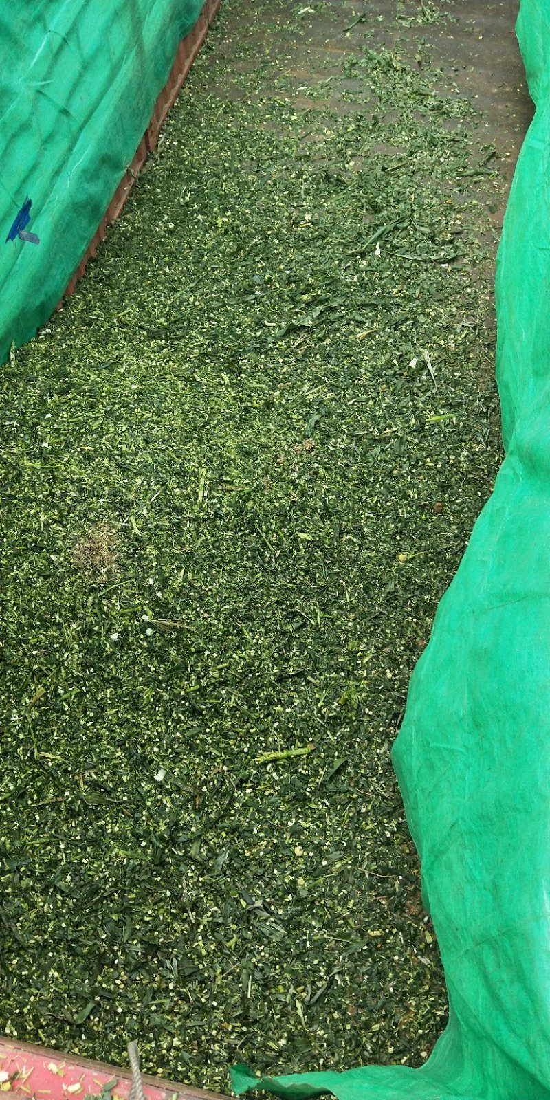 玉米杆青贮年出货量10000吨