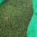 玉米杆青贮年出货量10000吨